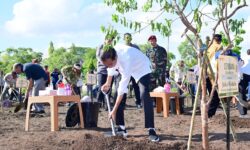 Penanaman Pohon Cendana Tandai Pelestarian Tanaman Endemik NTT