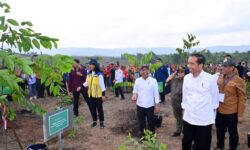 Penghijauan di IKN Buat Bangun Hutan Hujan Tropis yang Beragam