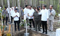Tinjau Miniatur Reforestrasi Hutan Tropis di Kawasan IKN, Ini Penjelasan Jokowi