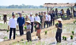 Mulai Turun Hujan, Maret-April Bisa Mulai Panen Padi