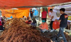 DKP Nunukan Minta Kontraktor Mengganti Bibit Rumput Laut yang Rusak