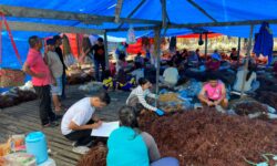 Petani Rumput Laut Tolak Bantuan Bibit dari Pemkab Nunukan karena Rusak