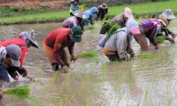 Hidupkan Sawah Terlantar, Pemkab Nunukan Salurkan Pupuk dan Benih Gratis