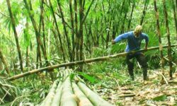 Alimuddin Ungkap Pentingnya Tanaman Bambu di Ibu Kota Nusantara