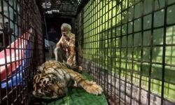 Tim Medis BKSDA Periksa Kesehatan Harimau yang Masuk Perangkap di Aceh Selatan