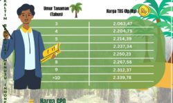 Harga TBS Sawit Periode 16-31 Januari 2024 Naik pada Setiap Umur