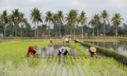 Petani Bisa Tebus Pupuk Subsidi Melalui Aplikasi i-Pubers