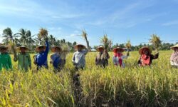 Program CSR PHM Hasilkan Panen Raya Padi Organik di Kukar