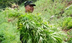 BNN Musnahkan 7 Ton Tanaman Ganja di Aceh Besar