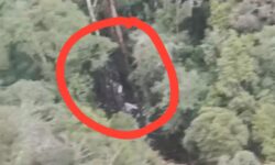 Tim SAR Temukan Puing Pesawat Smart Aviation di Hutan Kaltara, Korban Diduga Masih Hidup