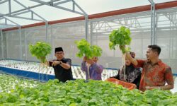 Akmal Malik Panen Perdana Sayuran di Green House Asrama Haji Balikpapan