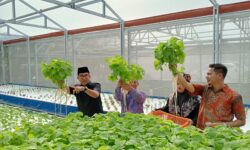 Samboja dan Balikpapan Bisa jadi Pemasok Mentimun, Terung dan Kangkung ke IKN  