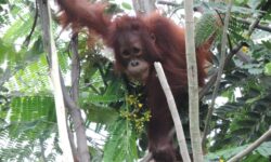 PT KPC Berikan Rumah Baru Bagi Orangutan di Lahan Reklamasi