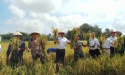 Wali Kota Panen Raya Padi di Sawah 30 Hektar di Sambutan