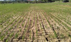 Dilanda Kekeringan, 50 Hektar Sawah di Sebatik Terancam Gagal Panen