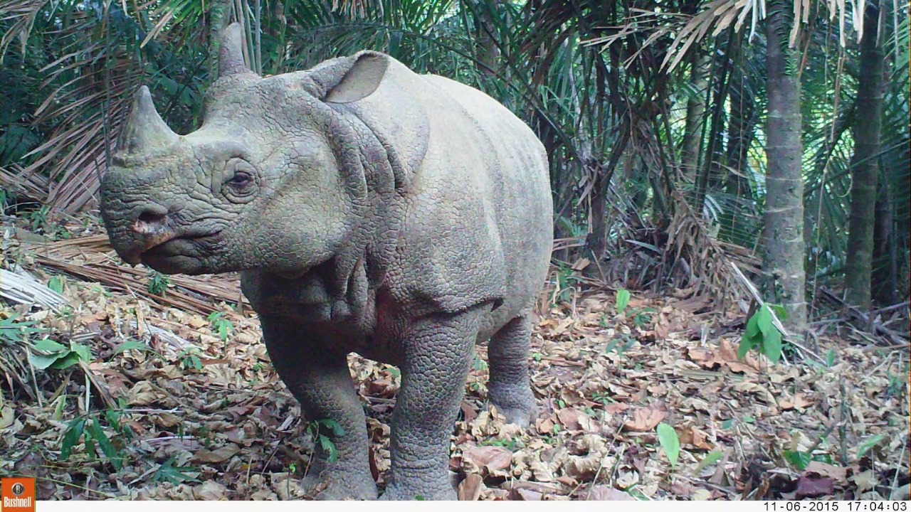 Six rhinocéros de Java abattus et une corne vendue pour 200 millions IDR à 300 millions IDR – Niaga.Asia