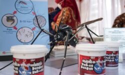 Tidak Ada Hubungan Nyamuk Wolbachia dan Keganasan Nyamuk Dengue