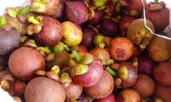 Kemendag Dorong Manggis Indonesia Masuki Pasar Australia