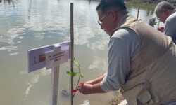 Tanam Tiga Ribu Batang Mangrove Demi Habitat Udang Tiger di Delta Mahakam