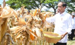 Jokowi Tekankan Pentingnya Keseimbangan Harga Jagung