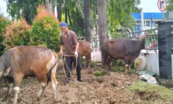 Pegawai dan Anggota DPRD Samarinda Sembelih 5 Ekor Sapi