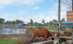 15 Lokasi Penjualan Hewan Kurban di Balikpapan, Hanya 7 Berizin Resmi