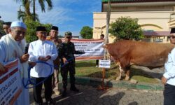 Akmal Serahkan Sapi Kurban Presiden Jokowi ke Islamic Center, 27 Sapi Lain Sudah di IKN
