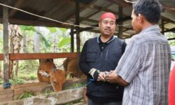 Bantu 19 Sapi Ternak ke Kelompok Tani Ngasa, Bupati Kukar: Manfaatkan dan Kembangbiakan