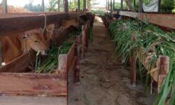 Terkait Matinya 54 Sapi Bantuan, DKPP Blacklist Kelompok Tani Pelangi Desa Binusan Nunukan