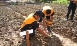 Demi Ketahanan Pangan, Lahan Kosong di Mako Brimob Balikpapan Jadi Areal Pertanian