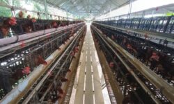 Omset Kelompok Tani Ayam Pancang Cerah Sebatik Utara Rp2,7 Juta/Hari