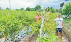 Kelompok Tani Sayur-sayuran di Nunukan Kesulitan Memasarkan Hasil Panen