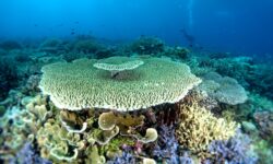 Penukaran Utang untuk Konservasi Laut, Ini Penjelasan KKP