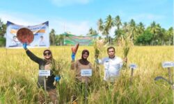 Bupati Nunukan Bersama Staf Ahli Kementan RI Hadiri Panen Raya Padi di Pulau Sebatik
