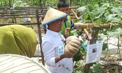 Siswa SMK SPP Samarinda Menangi Tantangan Akmal Malik, Berat Buah Labu 6 Kg
