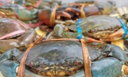 Ikan Segar dan Kepiting Dongkrak Ekspor Sektor Pertanian Kaltim