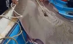 Nelayan Mamolo Dapat Ikan Pari Raksasa, Beratnya 200 Kilogram