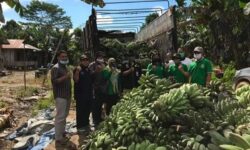 Pisang Kepok Grecek Kutai Timur Rambah Pasar Mancanegara