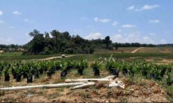 Kabupaten Mahakam Ulu untuk Perkebunan Rakyat dan Pertanian Tanaman Pangan