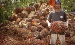 Tingkat Kesejahteraan Petani Kaltim Membaik, tapi Terpengaruh Cuaca