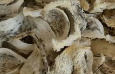 Sinergi Perbaiki Kadar Aluminium pada Sarang Burung Walet