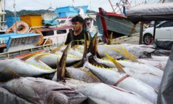 PNBP dari Subsektor Perikanan Tangkap Tahun 2024 Rp1,053 Triliun