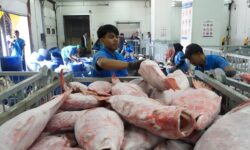 Perkuat Hilirisasi Perikanan, KKP Siapkan Sistem Informasi Cold Storage