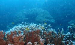 KKP Tambah Dua Kawasan Konservasi Laut untuk Ekonomi Biru