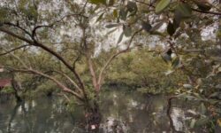 Inovasi Konservasi Mangrove, Margo Mulyo Undang Peneliti dari Inggris