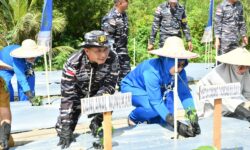 Dukung Ketahanan Pangan, Lanal Nunukan Tanam Palawija dan Pengembangan Bibit Rumput Laut