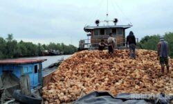 Kebijakan Tata Kelola Kelapa Harus Segera Ditetapkan untuk Keberlangsungan Aktivitas Industri Dalam Negeri