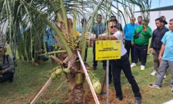134 Bibit Pohon Kelapa Pandan Hijaukan Kawasan Gelora Kadrie Oening Samarinda