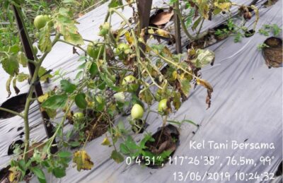 Nilai Tukar Petani Tanaman Pangan Kaltim Menunjukkan Tren Pertumbuhan Positif