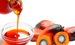 1 Juta Ton CPO per Tahun Berasal dari Petani Rakyat
